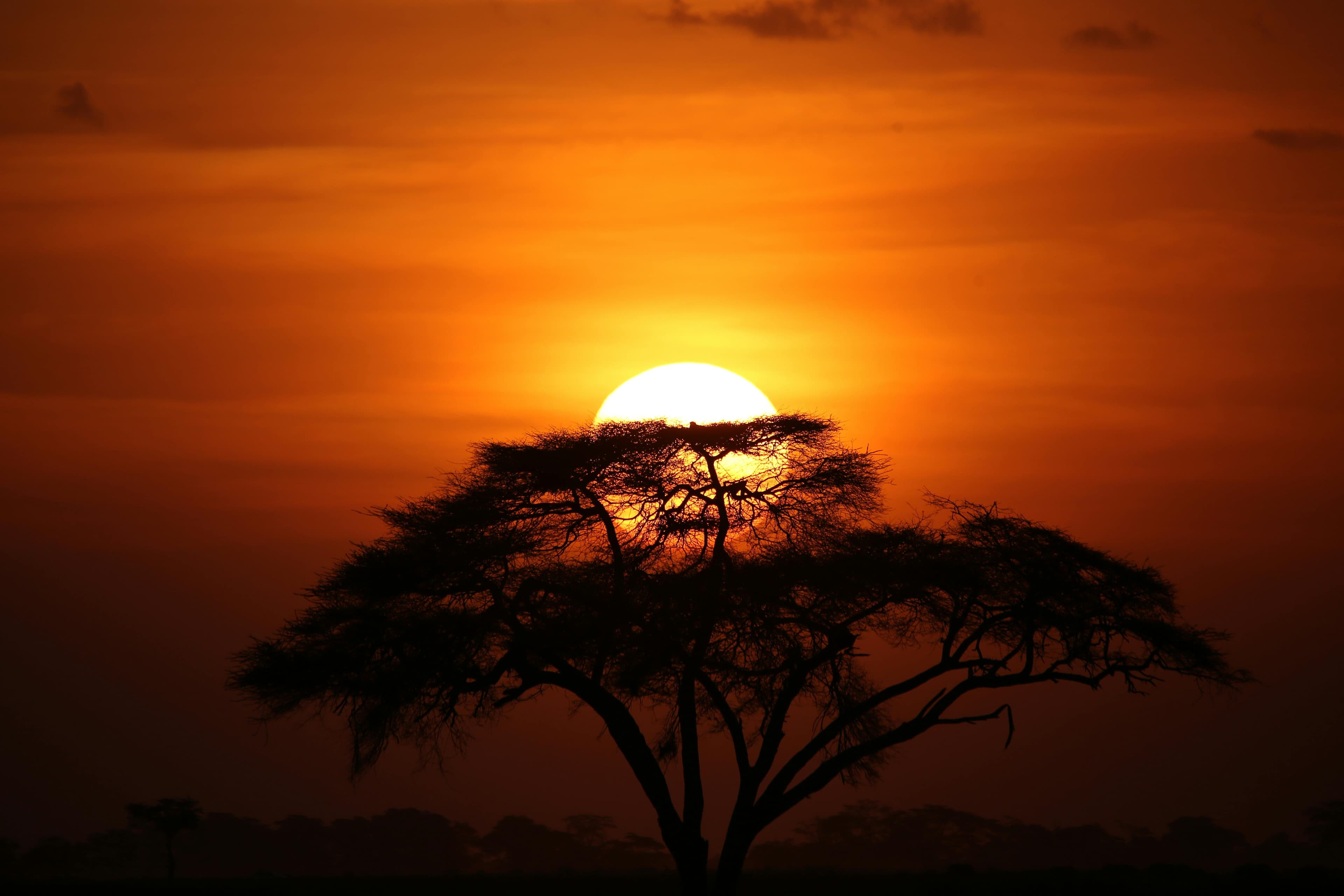 Savanna sunset